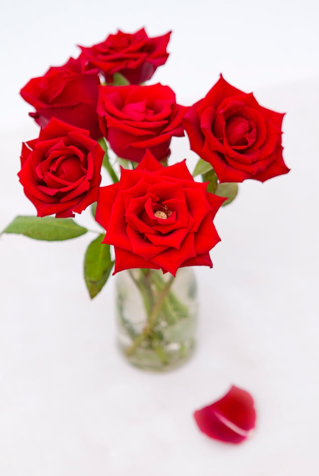 Flowers, such as red roses (pictured), are often sent on Valentine's Day