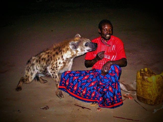 Spotted hyena being fed in Harar, Ethiopia