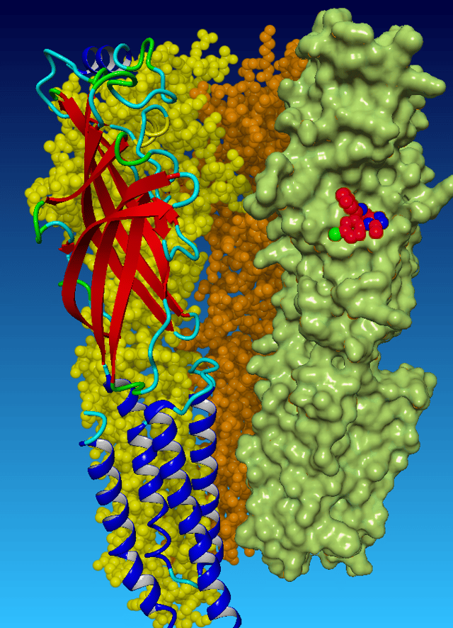 Binding at the α1β3γ2 GABAA receptor.