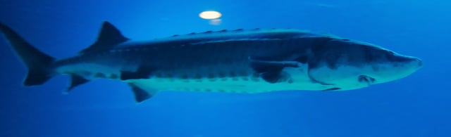 The two sturgeon species in the Yangtze (here Chinese sturgeon) are both seriously threatened