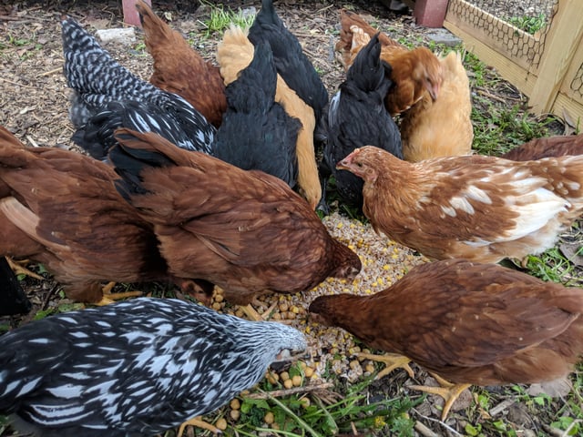 Backyard heritage chickens eating kitchen food scraps