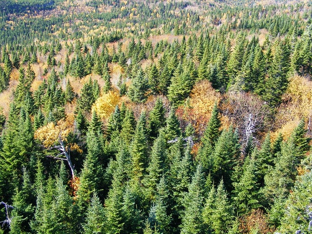Taiga forest in Gaspé, Québec, Canada