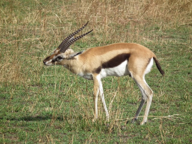 Gazelle marking grass with its preorbital gland