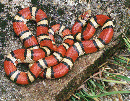 Innocuous milk snakes are often mistaken for coral snakes whose venom is deadly to humans.