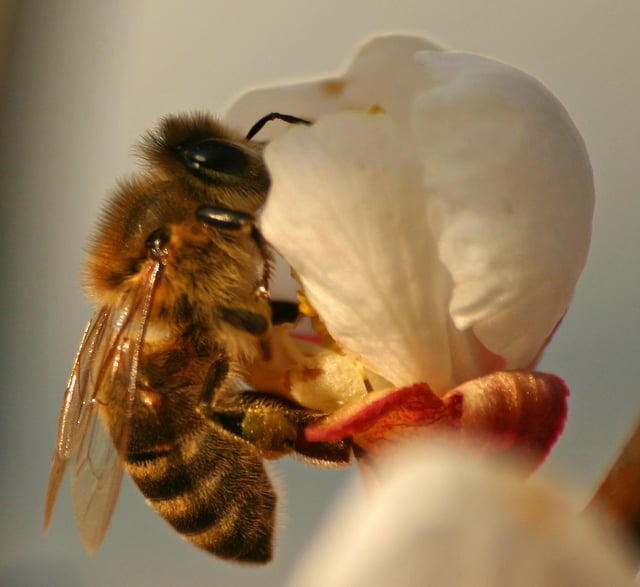 The Carniolan honey bee is native to Slovenia and is a subspecies of the western honey bee.