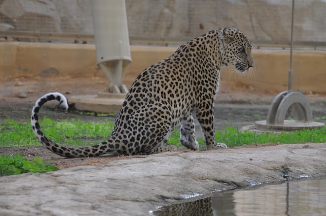 The highly endangered Arabian leopard