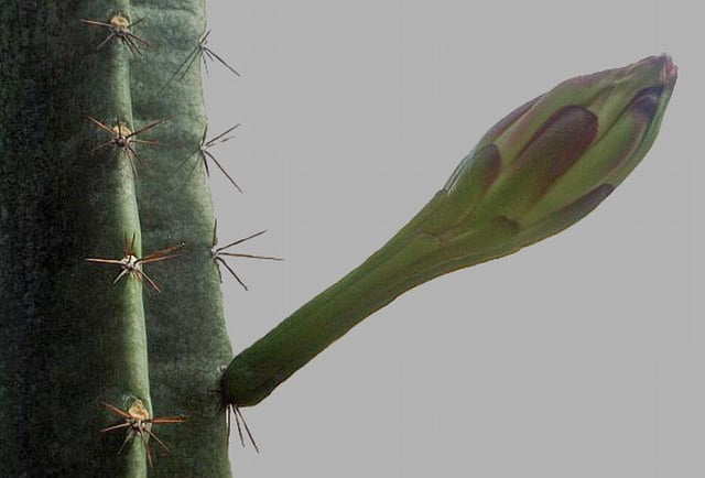 Flowers appear from the upper part of an areole, spines from the lower (Cereus species)