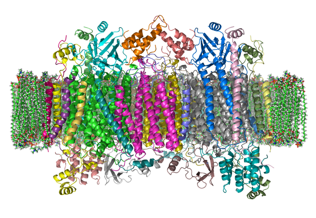 A region of the gene for the cytochrome c oxidase enzyme is used to distinguish species in the Barcode of Life Data Systems database.