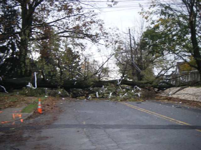 Downed tree in Kutztown, Pennsylvania