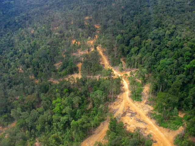 Logging road in East Kalimantan, Indonesia