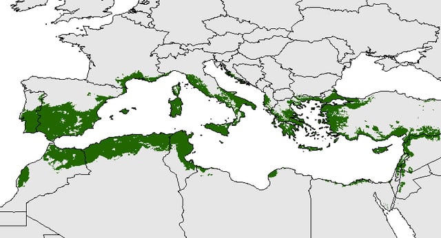 Potential distribution of the olive trees across the Mediterranean Basin