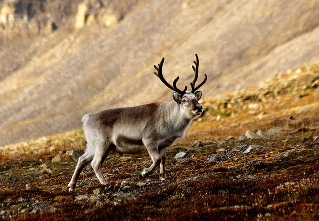 Svalbard reindeer (R. t. platyrhynchus)