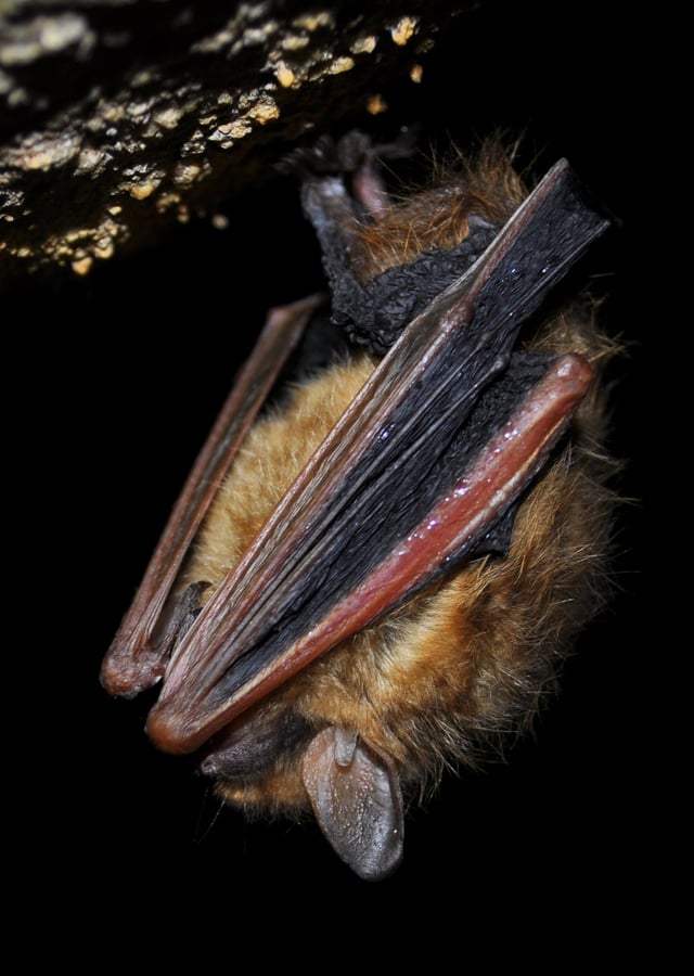 A tricoloured bat (Perimyotis subflavus) in torpor
