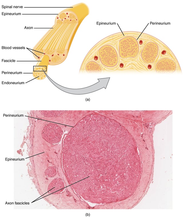 Cross-section of a nerve