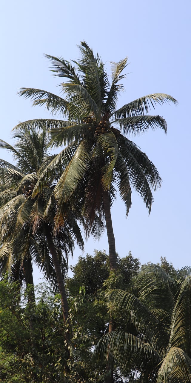 'West Coast Tall' (WCT) variety is a long-lived and sturdy palm indigenous to the western coast of India.
