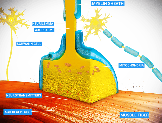 Chemical synapse