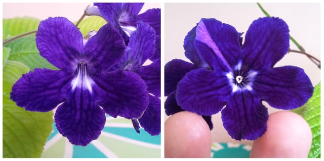 Left: A normal zygomorphic Streptocarpus flower.