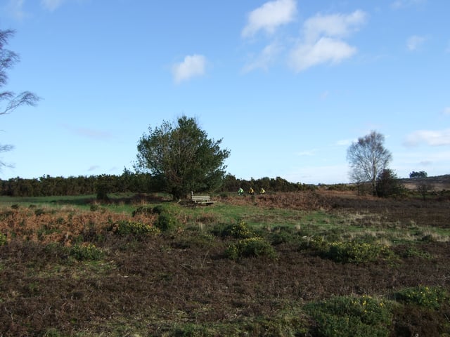 Cyclists crossing Ashdown Forest