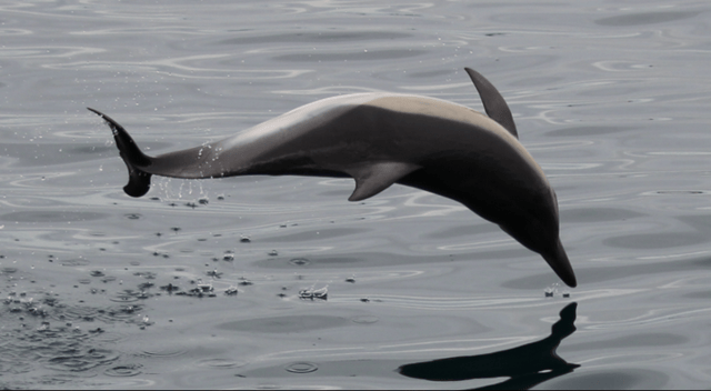 A common dolphin in the Bay of Gibraltar