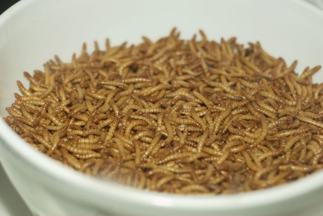 Mealworms in a bowl for human consumption