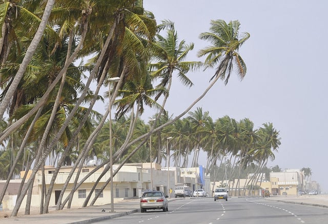 Coconut trees line the beaches and corniches of Oman.