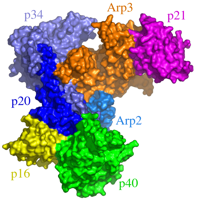 Atomic structure of Arp2/3. Each colour corresponds to a subunit: Arp3, orange; Arp2, sea blue (subunits 1 and 2 are not shown); p40, green; p34, light blue; p20, dark blue; p21, magenta; p16, yellow.