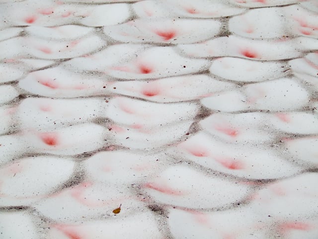 Algae, Chlamydomonas nivalis, that thrive in snow form red areas in the suncups on this snow surface