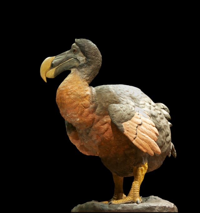 The VOC's economic activity in Mauritius largely contributed to the extinction of the dodo, a flightless bird that was endemic to the island. The first recorded mention of the dodo was by Dutch navigators in the late 1590s.