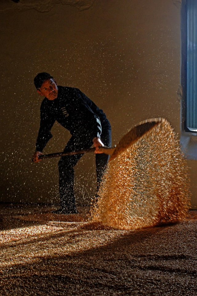 An employee of the Springbank distillery turning the barley on the floor malting