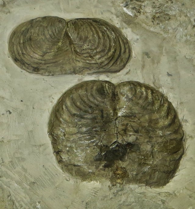 Palaeontologists are limited to morphological evidence when deciding whether fossil life-forms like these Inoceramus bivalves formed a separate species.