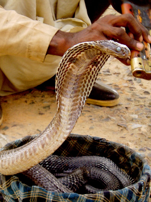 An Indian cobra in a basket with a snake charmer. These snakes are perhaps the most common subjects of snake charmings.