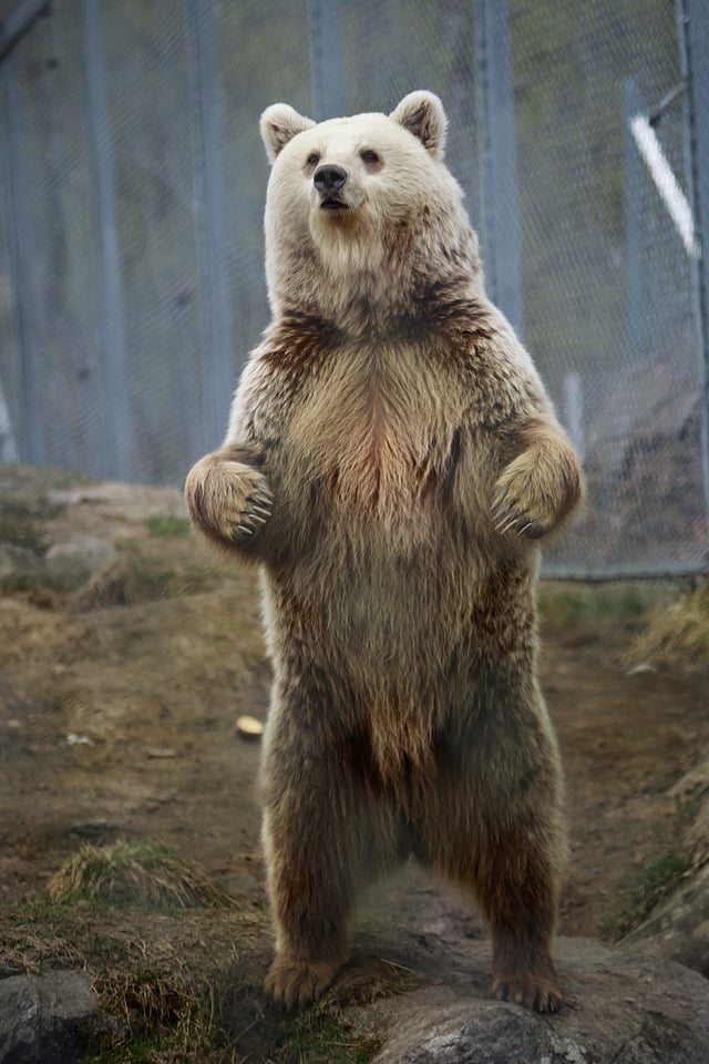 Like all bears, brown bears can stand on their hindlegs and walk for a few steps in this position, usually motivated to do so by curiosity, hunger or alarm