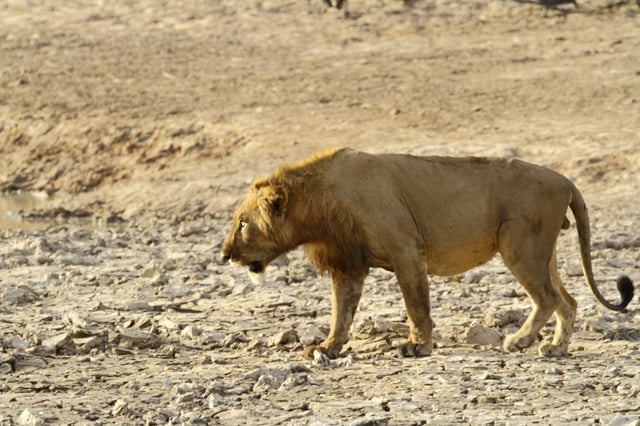 Male lion in Pendjari National Park