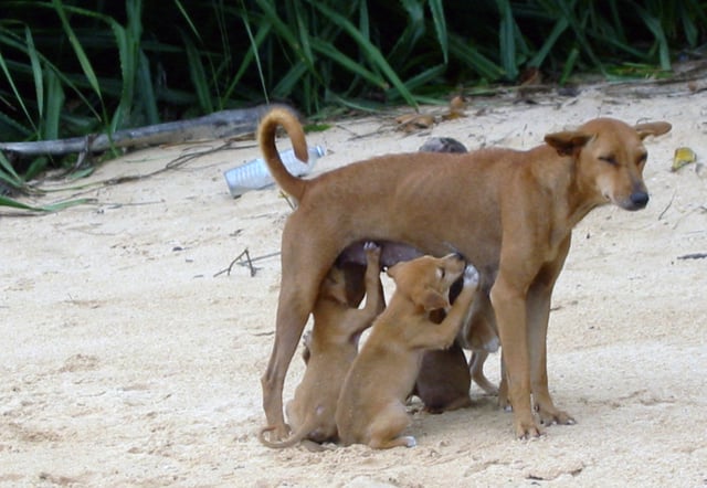 A feral dog from Sri Lanka nursing very well-developed puppies