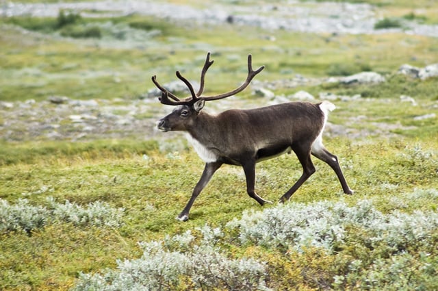 Swedish reindeer walking