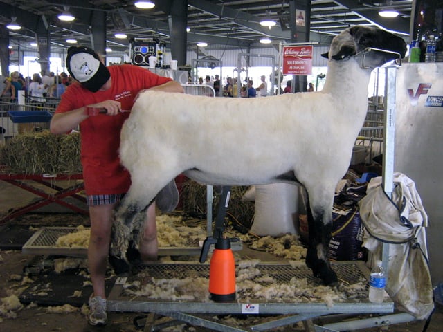 Fairs can include exhibitions of animals, and before competitions, the animals will be groomed by their owners