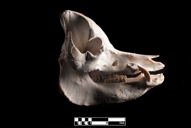 Skull of domestic pig.