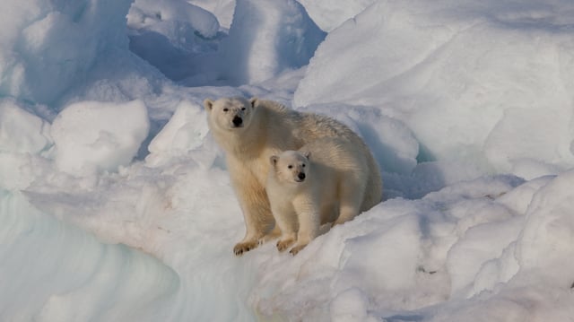 Mother and cub on Svalbard