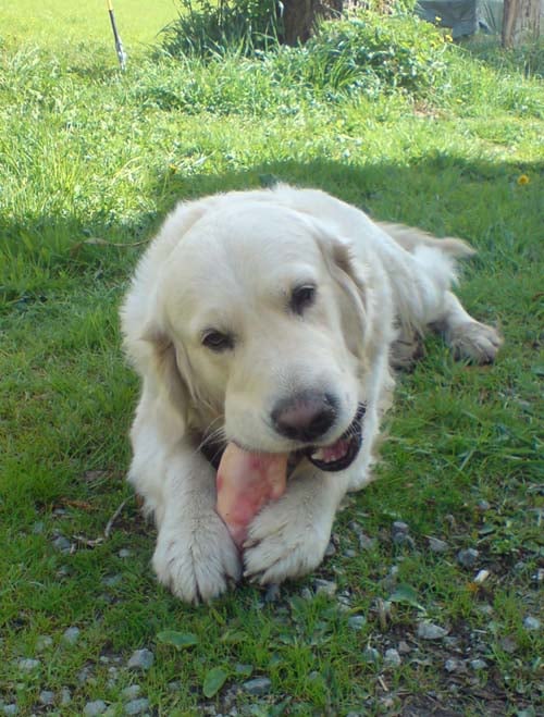 Golden Retriever gnawing on a pig's foot