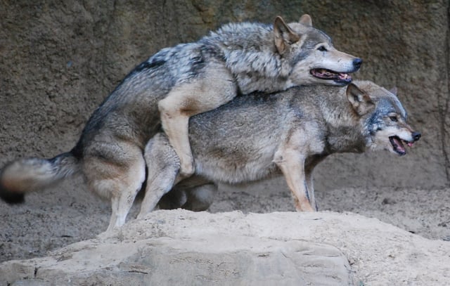 Korean wolves mating