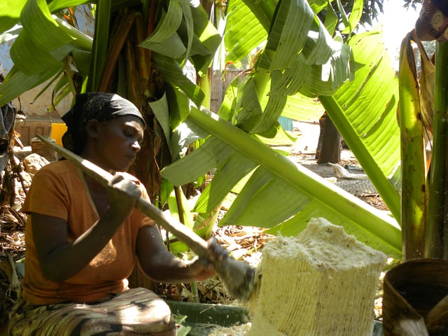 A Kambaata woman extracting the edible part of an enset (a major staple crop of the SNNPR) with a traditional tool.