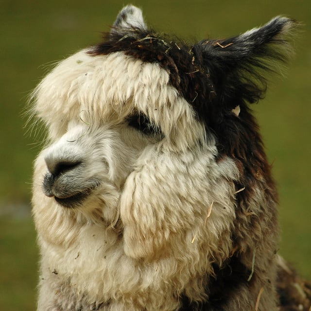 Closeup of an alpaca's face