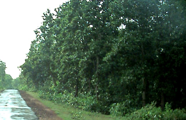 Sal trees in the Arabari forest in West Midnapur