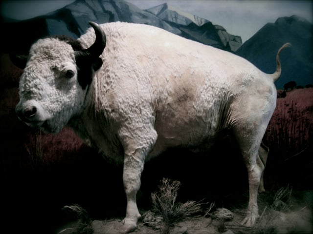 Big Medicine (1933-1959) was a sacred white buffalo that lived on the National Bison Range (permanent display at the Montana Historical Society)