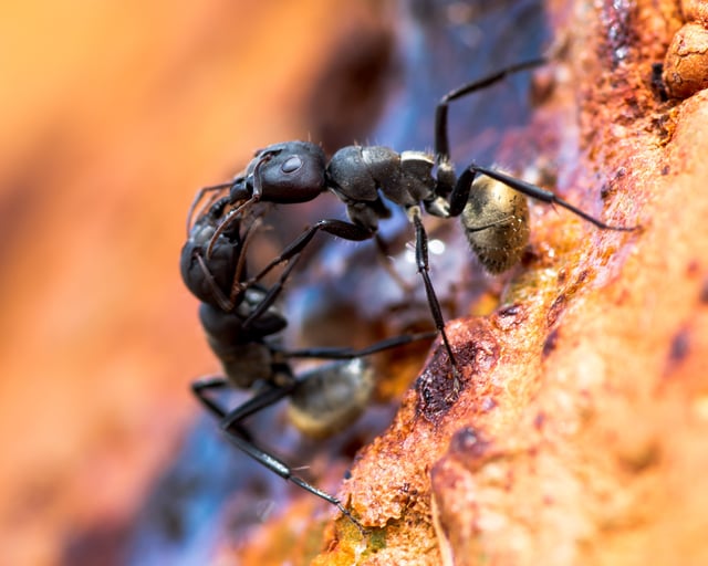 Two Camponotus sericeus