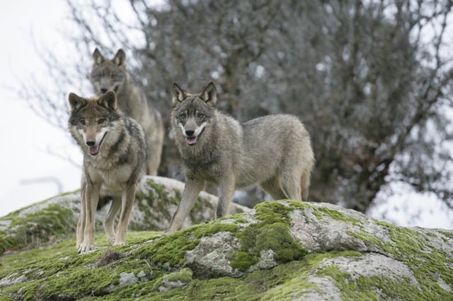 Wolves in the Iberian Peninsula