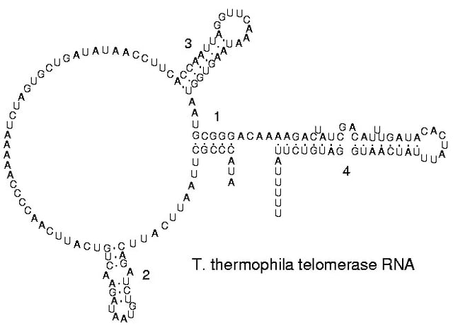 Secondary structure of a telomerase RNA.