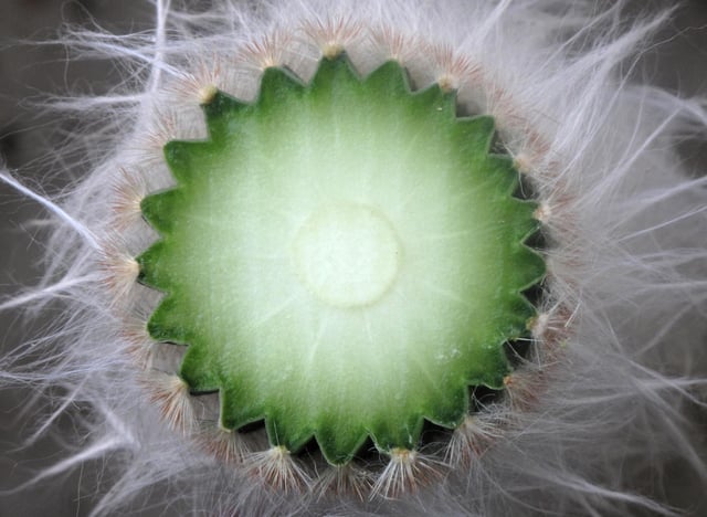 Cross-section of Cereus showing areoles with spines and wool