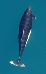 Dorsal view of a Dall's porpoise
