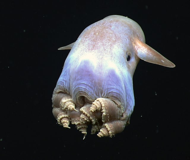 A finned Grimpoteuthis species with its atypical octopus body plan.